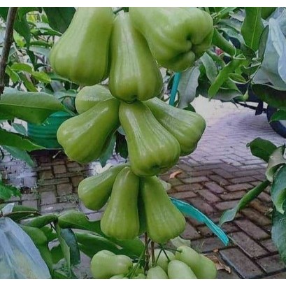 

Jambu Air Super Green Cepat Berbuah