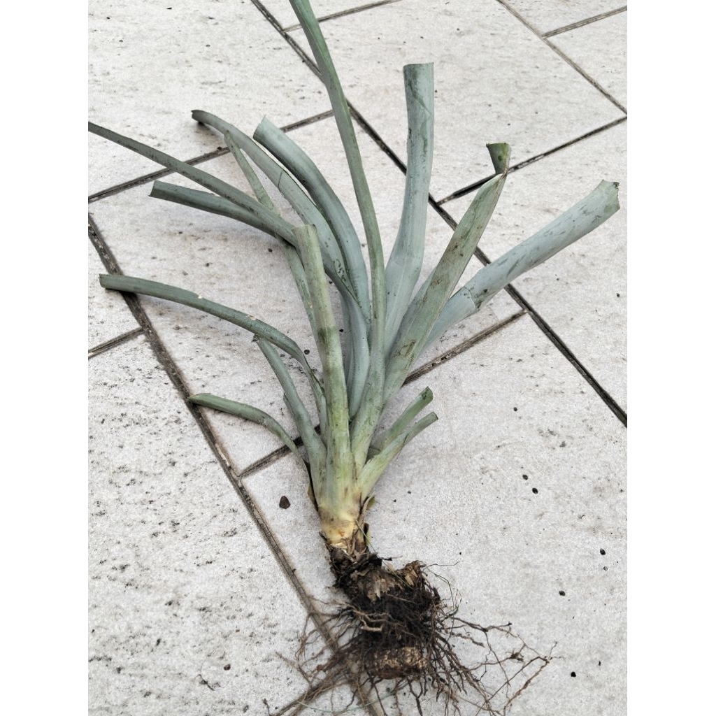 bibit nanas madu honi jumbo sunpride