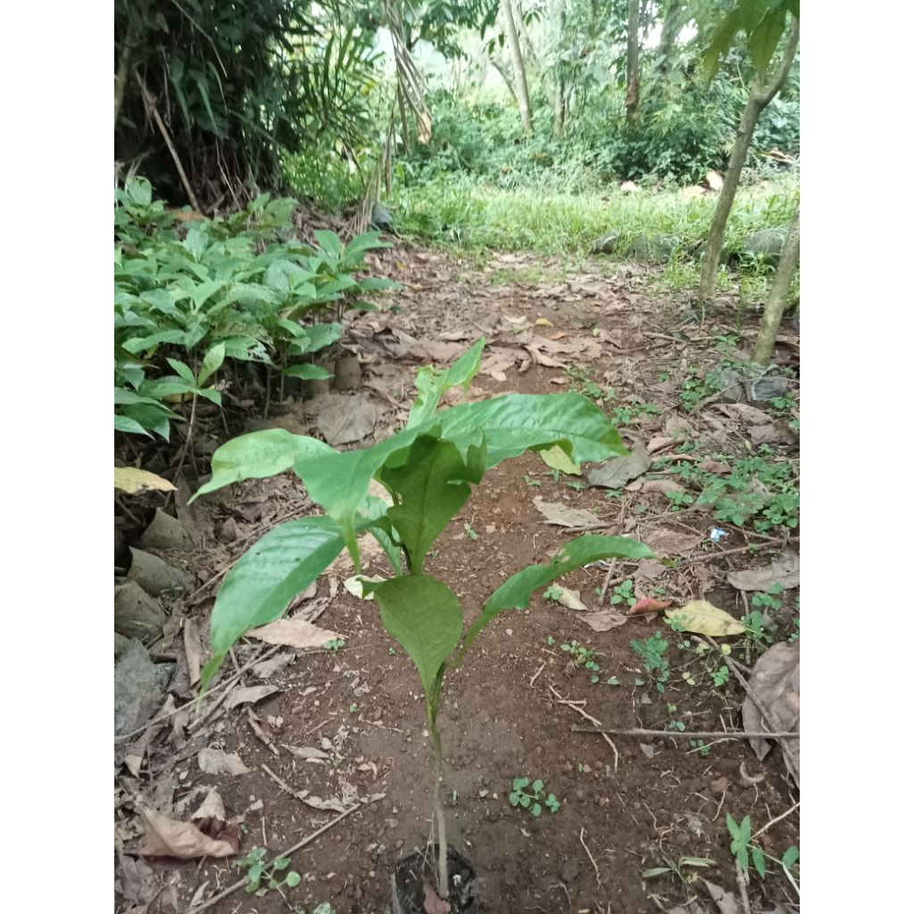 Tanaman Bunga Cempaka Putih - Bibit Pohon Kantil - Pohon Bunga Manglid