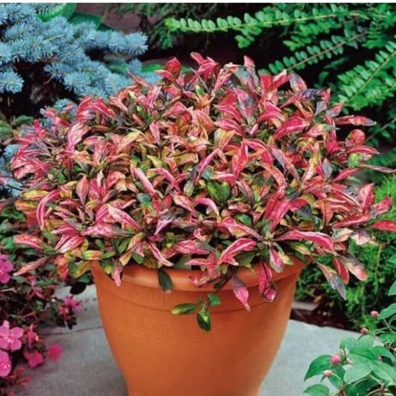 Bibit Tanaman Bunga Krokot Merah Rimbun