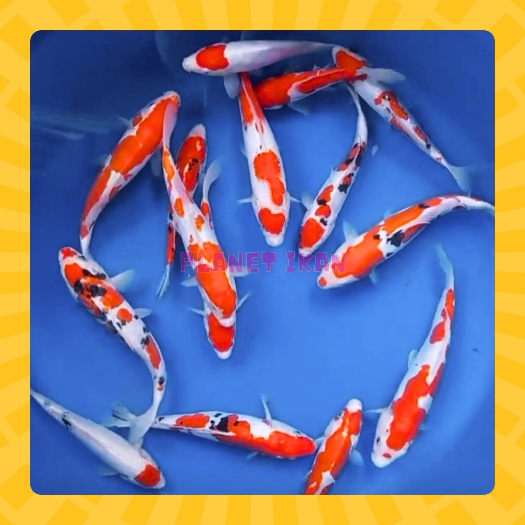 BIBIT IKAN KOI KOHAKU SANKE SHOWA MIX / IKAN KOI SUKABUMI