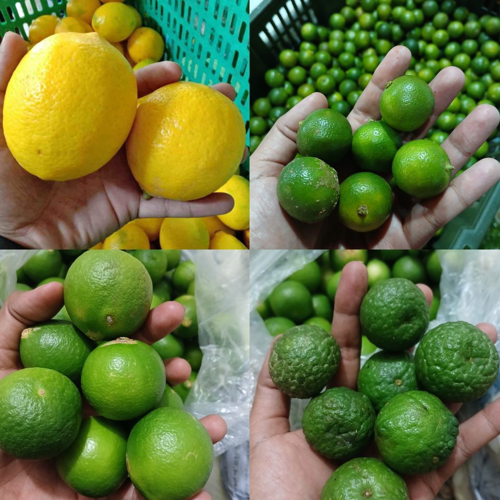

LEMON / NIPIS / LIMO / SONKIT 500GRAM