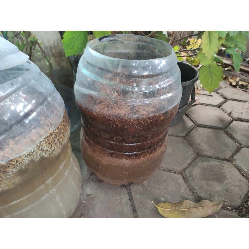 Biang/Bibit Jamur JAKABA Super Organik