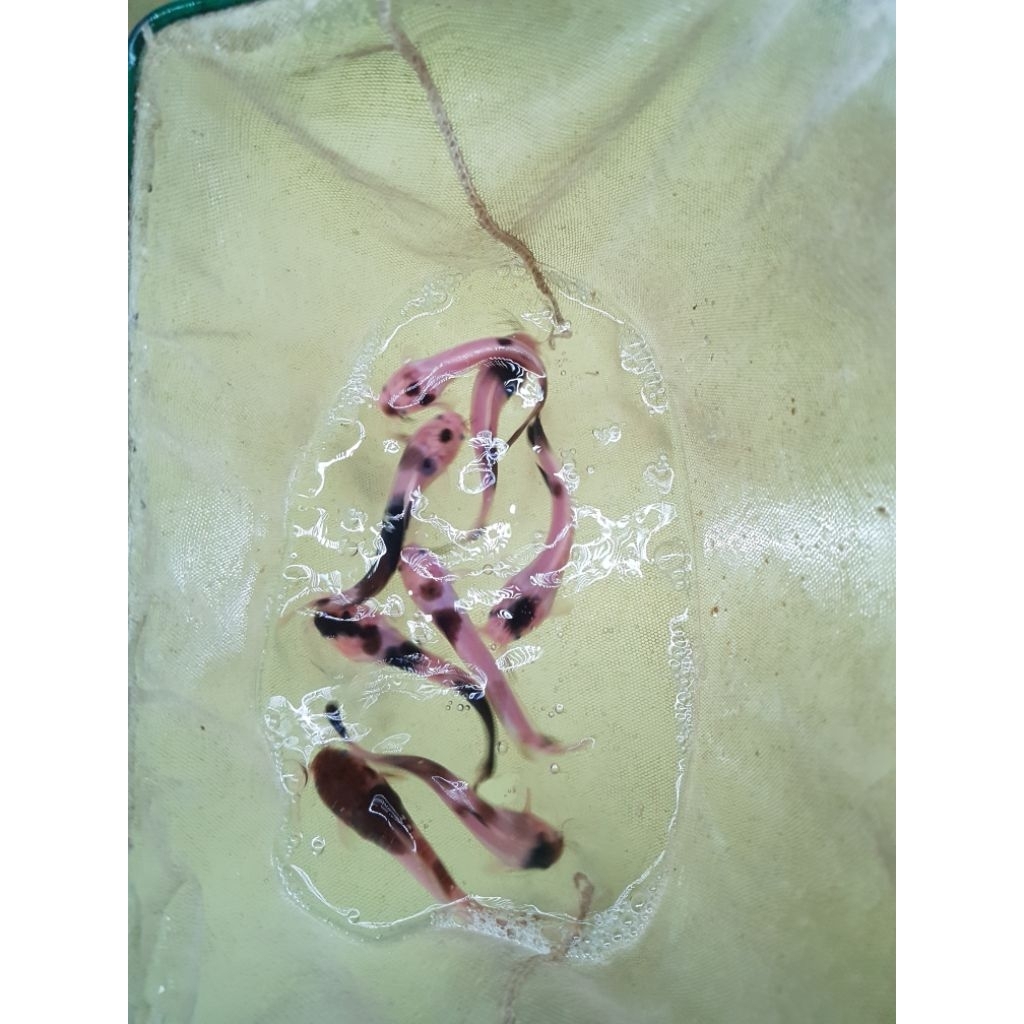 Lele Badut / Lele Sapi / Lele Bule / Lele Putih / Hiasan Kolam