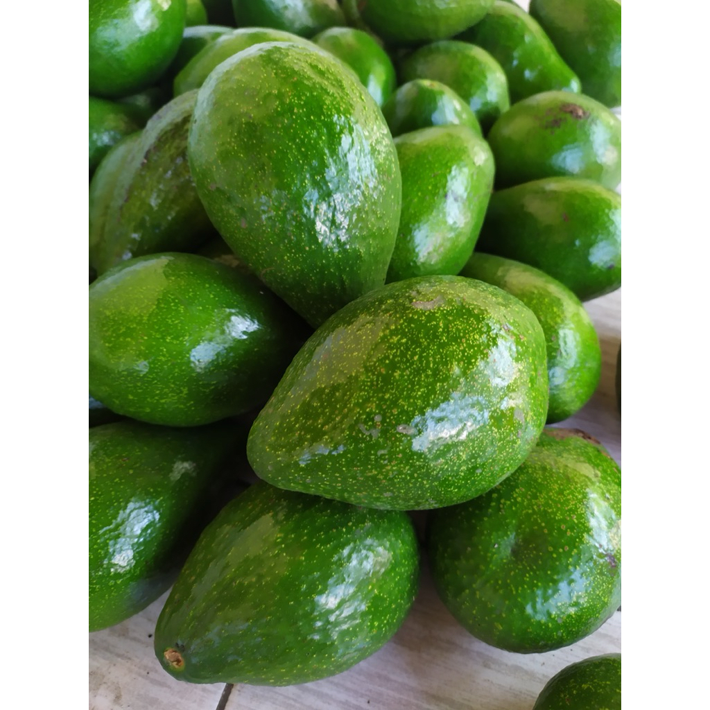 

paket 5 kg alpukat mentega super