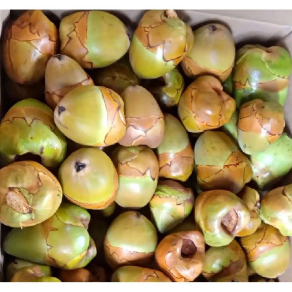 

Beluluk kelapa - Tembuluk kelapa kecil