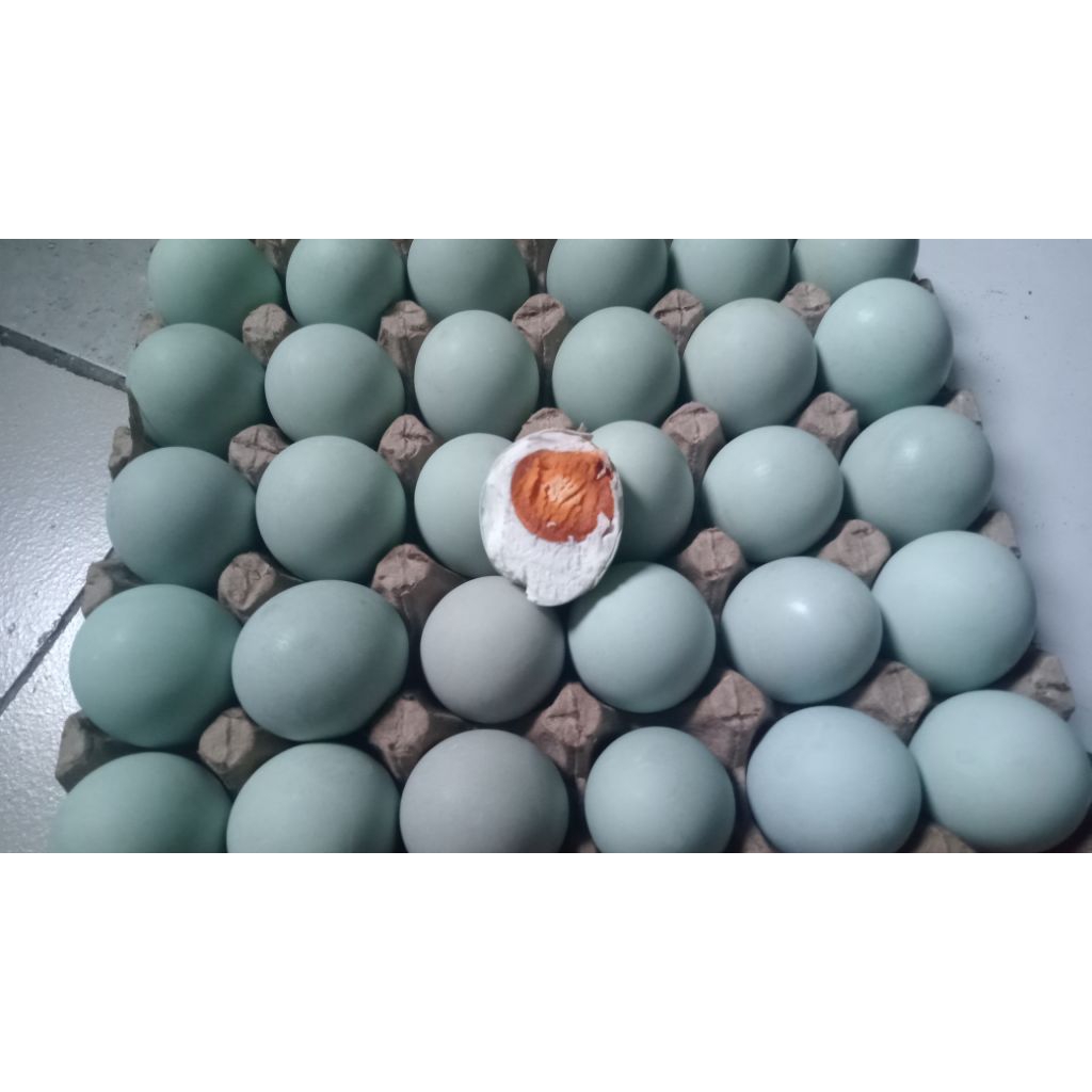 

TELOR ASIN MATANG ISI 10 BUTIR SIZE BK