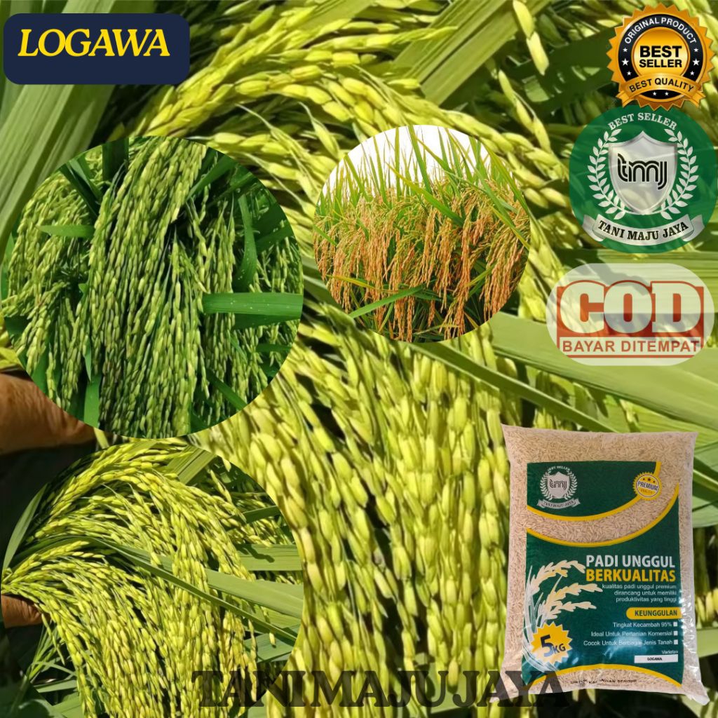 BIBIT PADI BENIH PADI UNGGUL VARIETAS LOGAWA KEMASAN 5 KG