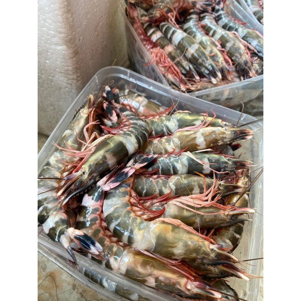 

UDANG WINDU TIGER FROZEN PERBOX