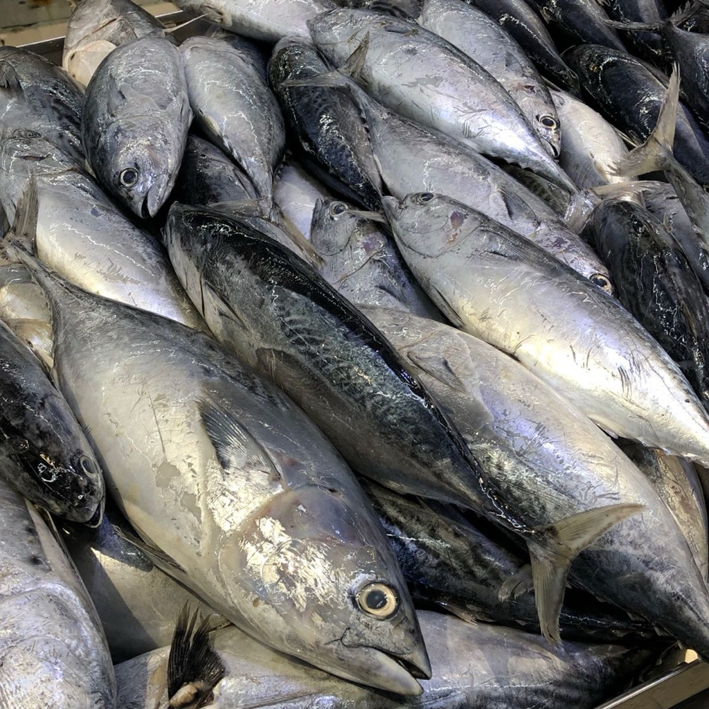 

tongkol 1 Ekor 750gr