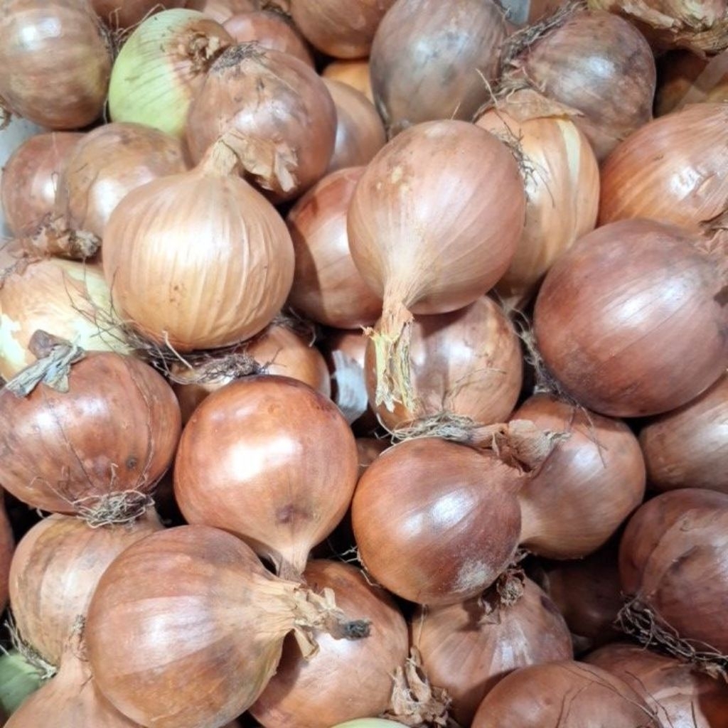 

Bawang bombai bombay