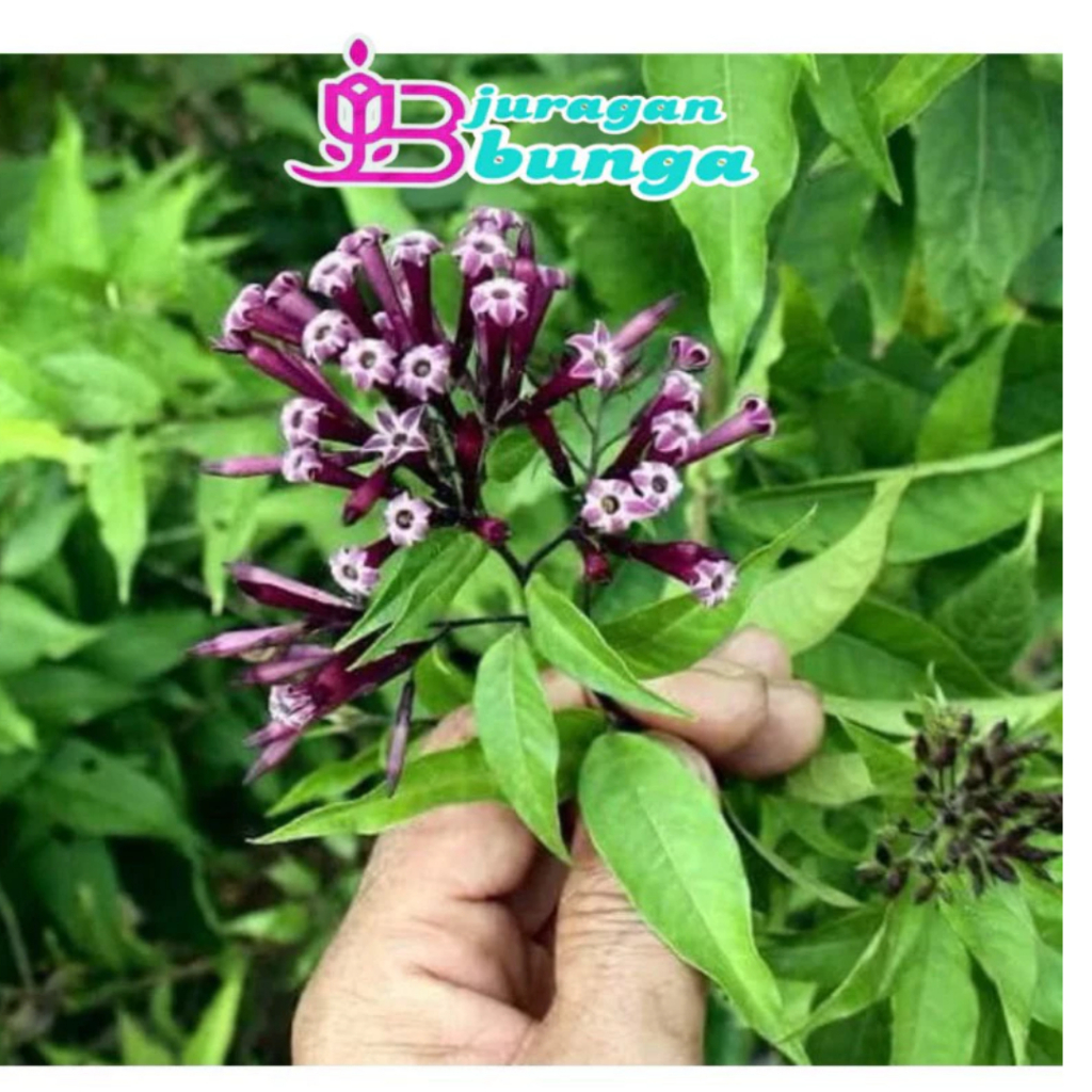 bibit bunga Arum dalu warna ungu / sedap malam ungu langka