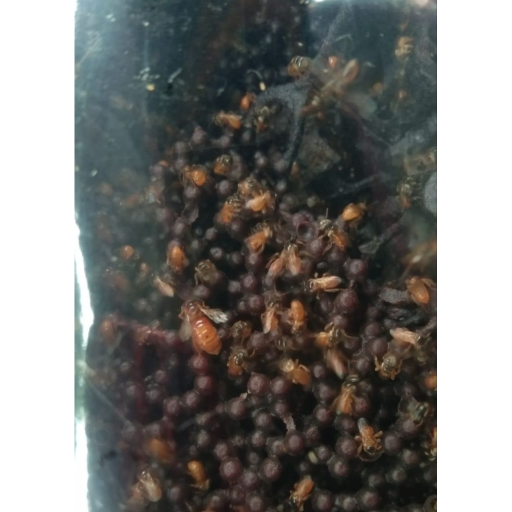 sarawakensis/ kelanceng/kelulut/trigona jenis SARAWAKENSIS