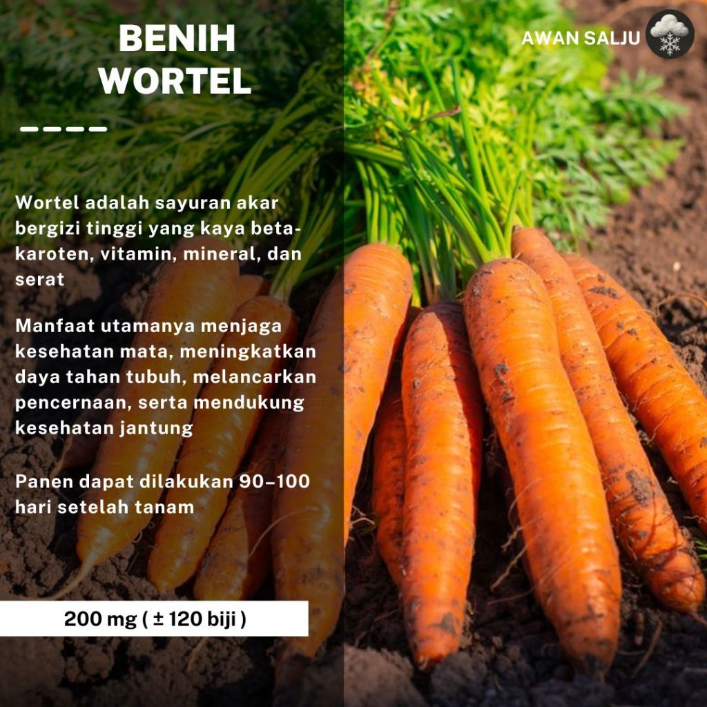 Benih Wortel Sayur Wortel - Bibit Tanaman Sayur Sayuran