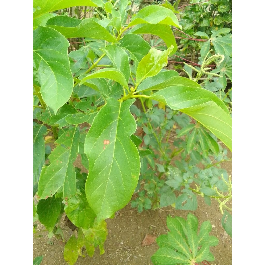 

Daun Alpukat Segar Herbal Atasi Batu Ginjal Dan Sakit Inggang Asli Termurah 10 Lembar