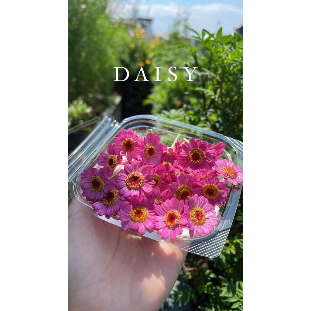 

DAISY | Edible Flower | Garnish makanan | Garnish Minuman