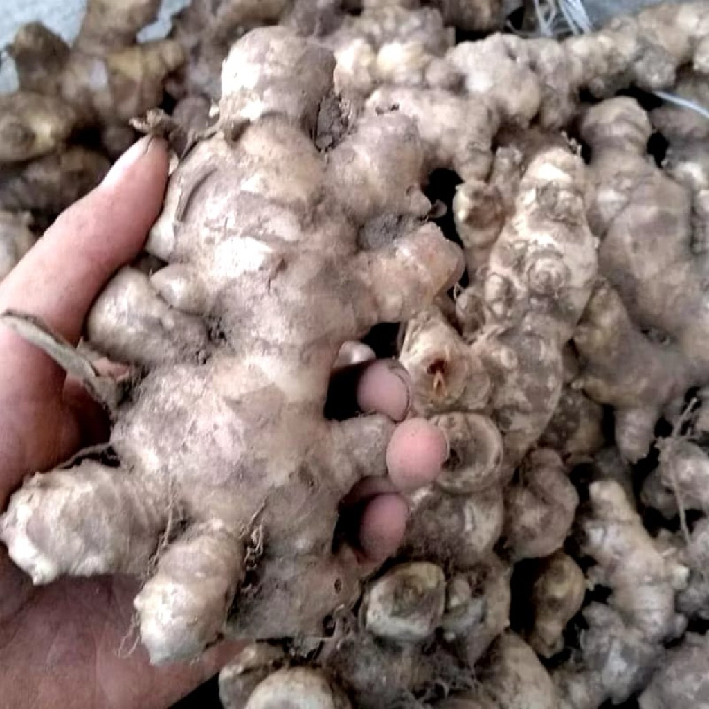 

Jahe Gajah , Jahe Badak , Jahe Putih 1 kg