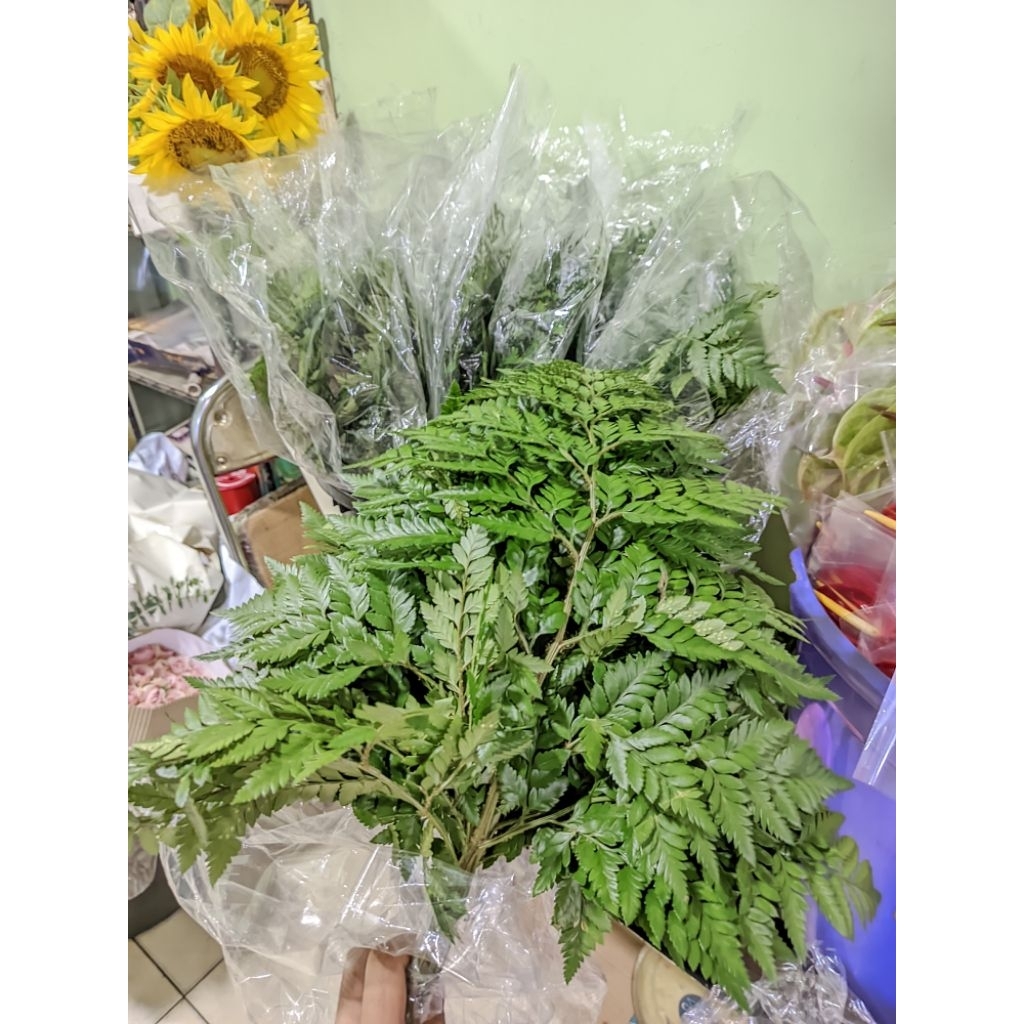 

Daun pakis daun segar