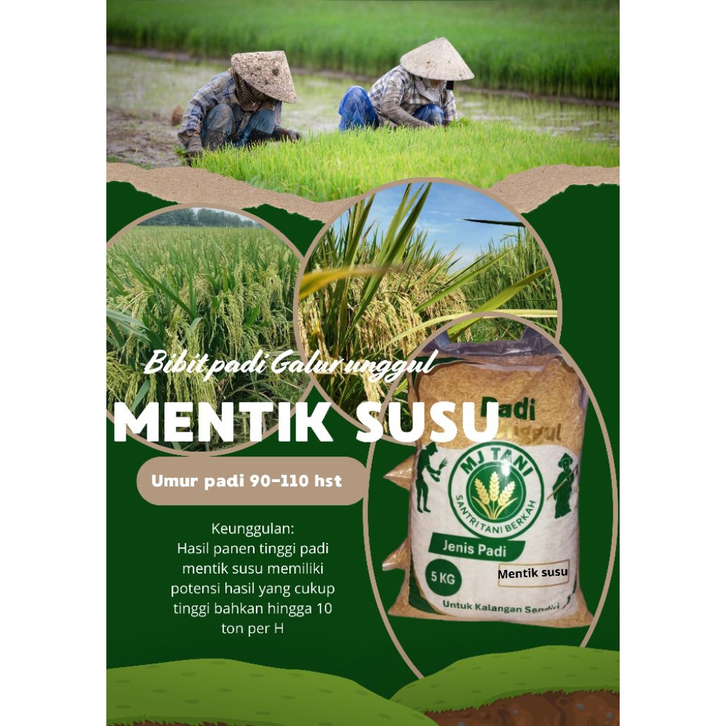 BIBIT PADI BENIH PADI UNGGUL MENTIK SUSU kemasan 5kg original
