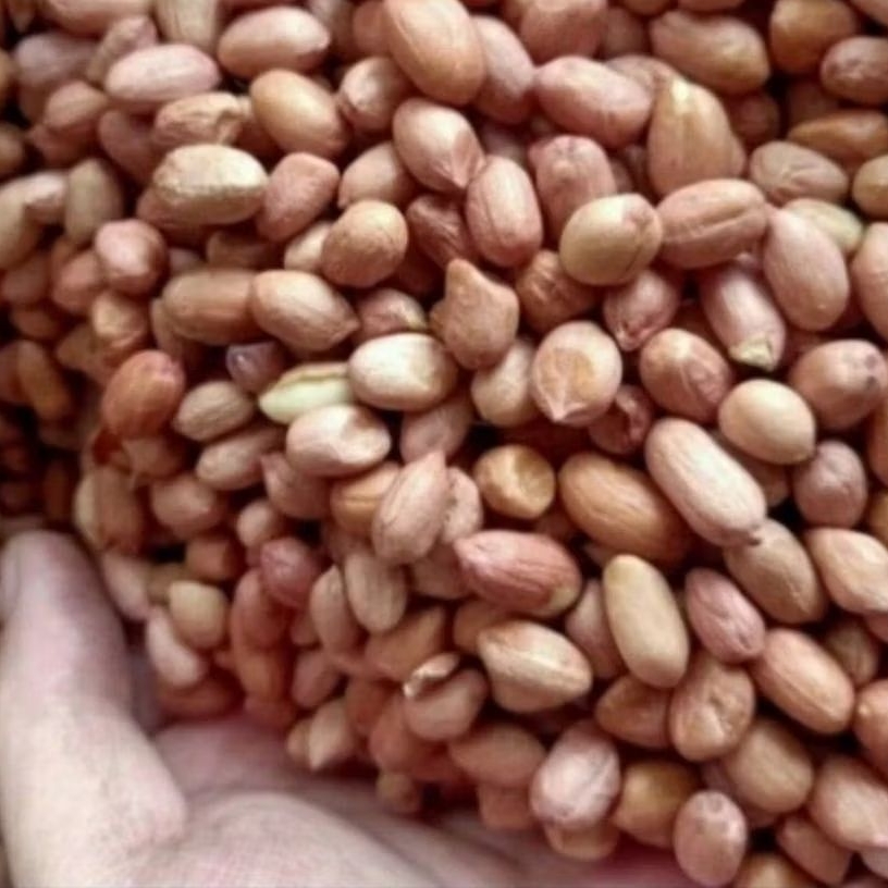

kacang tanah segar(sudah kupas)kacang tanah jumbo berat 1 kg