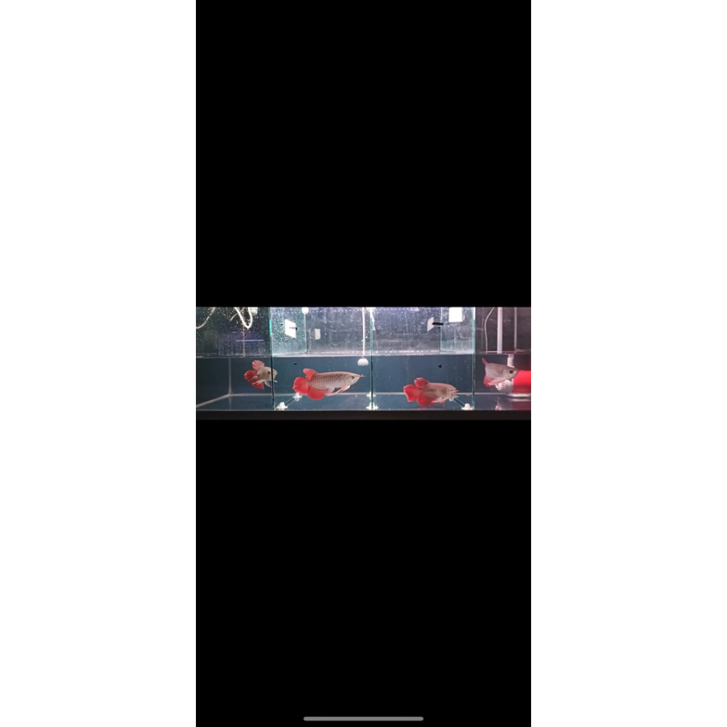 Arwana Super Red Slayer 20cm