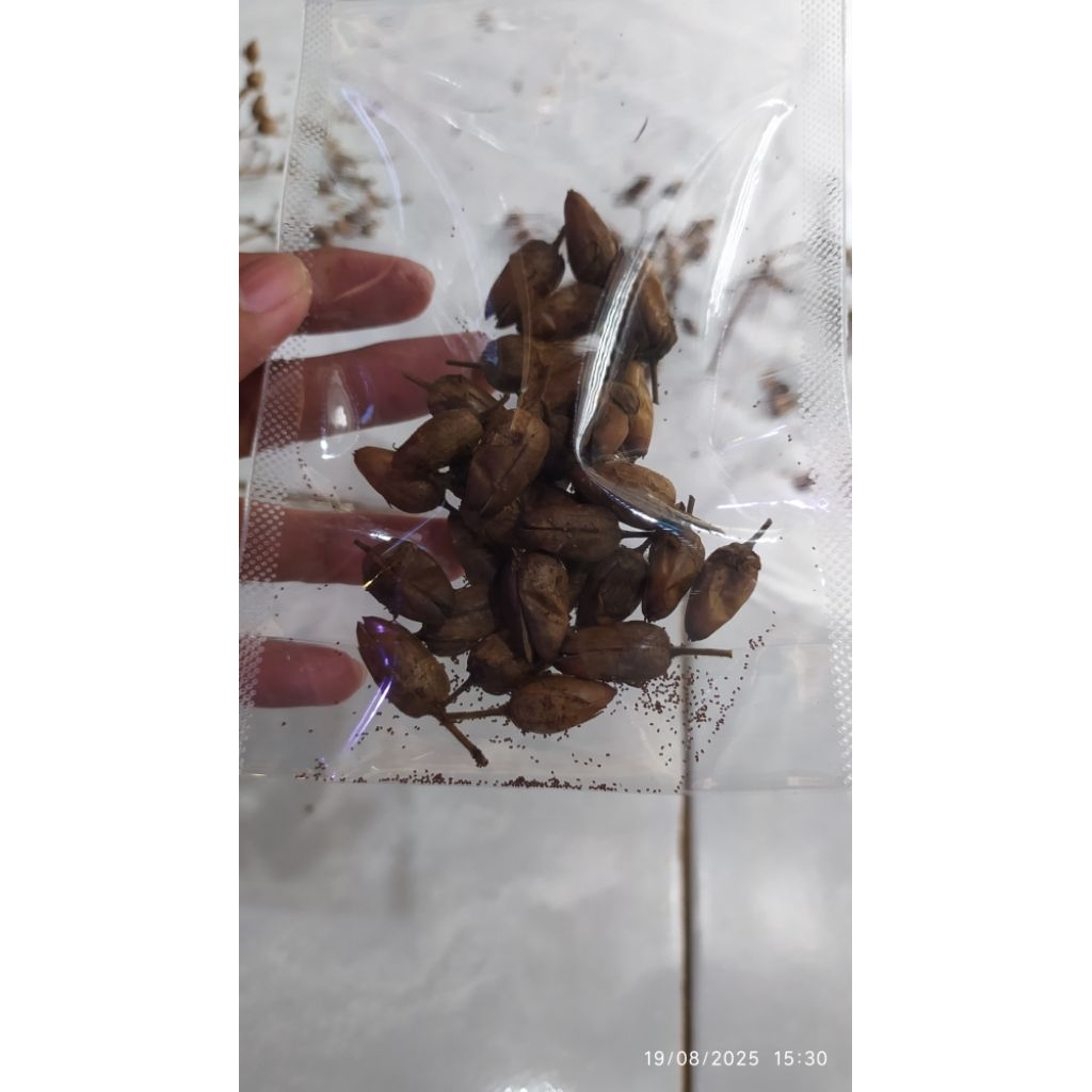 

BAKPAU/BIJI BAKAU KERING