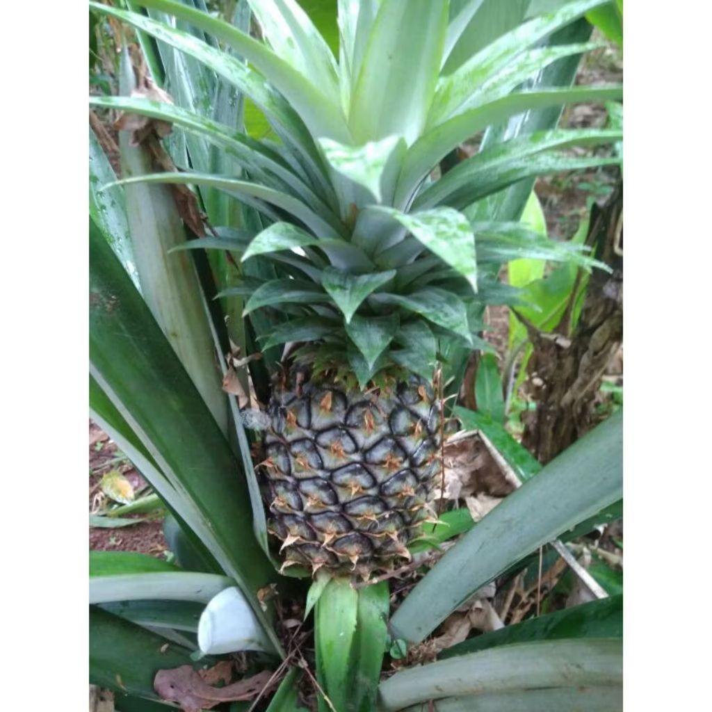 

Promo NANAS MUDA Pelancar h a i d