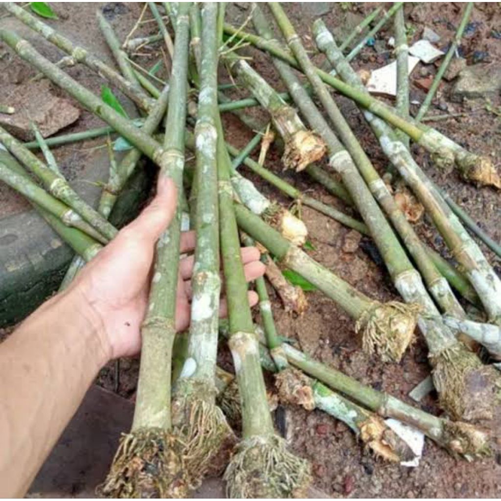 Bibit Bonggol Bambu Petung jumbo berakar, Bambu Betung/Bibit Rebung Bambu petung jumbo