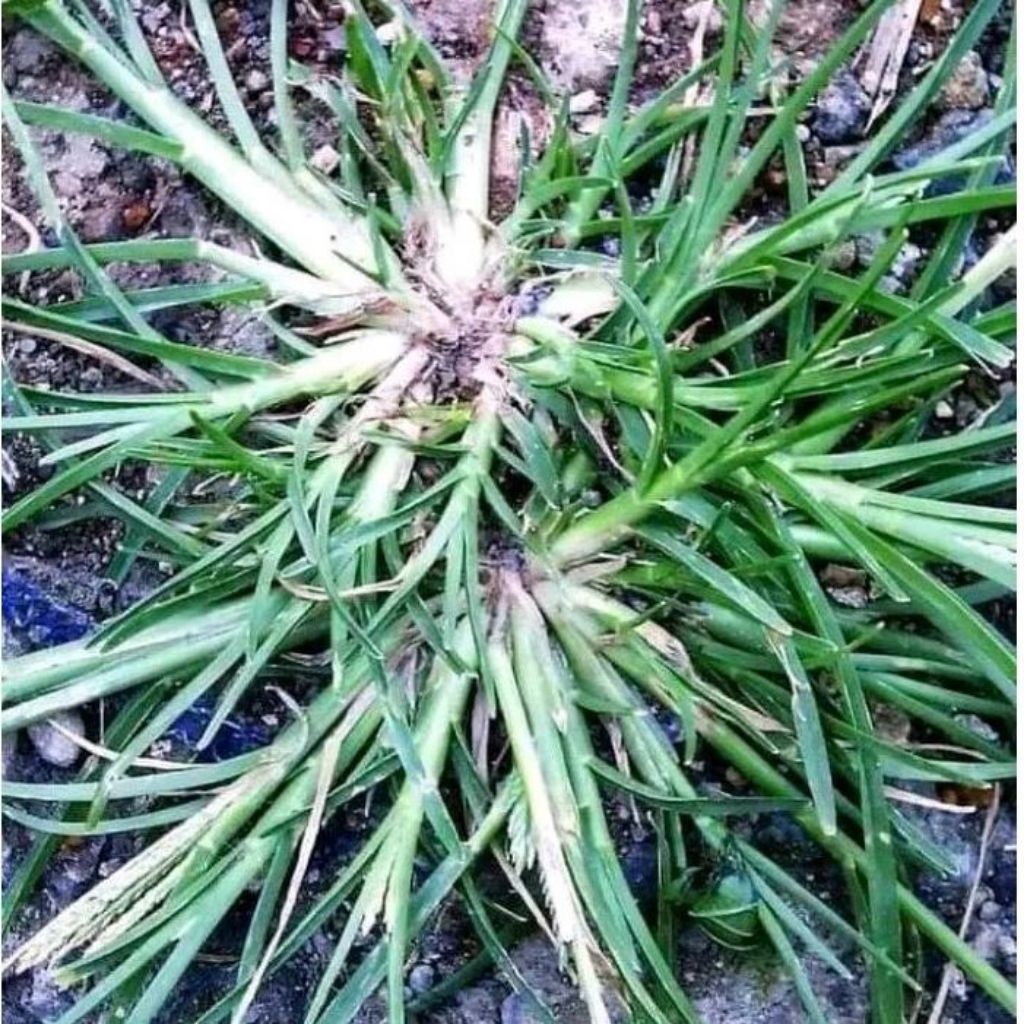 

tanaman belulang herbal 200gram untuk mengontrol gula darah | murah meriah | produk berkualitas