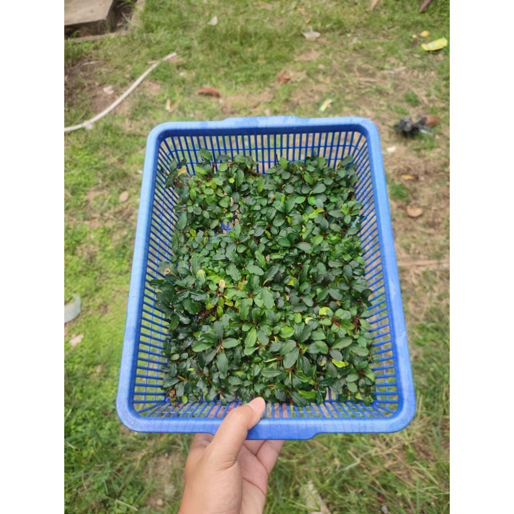 bucephalandra medium melawi (per keranjang)