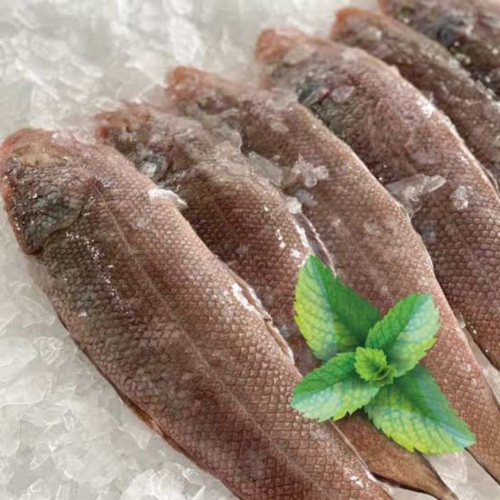 

Ikan Lidah Fresh 500 gr (Seafood Fresh)