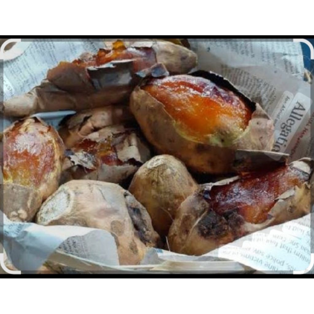 

UBI CILEMBU asli UK BESAR 1KG Mentah sangat cocok untuk di oven atau di bakar