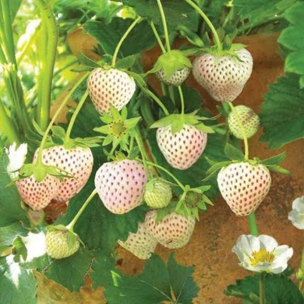 10 Benih Strawberry Putih Benih Buah Strawberry Putih Unggul Berkualitas
