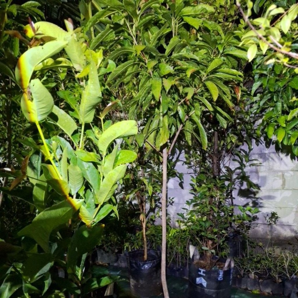 alkesah yellow sapote besar