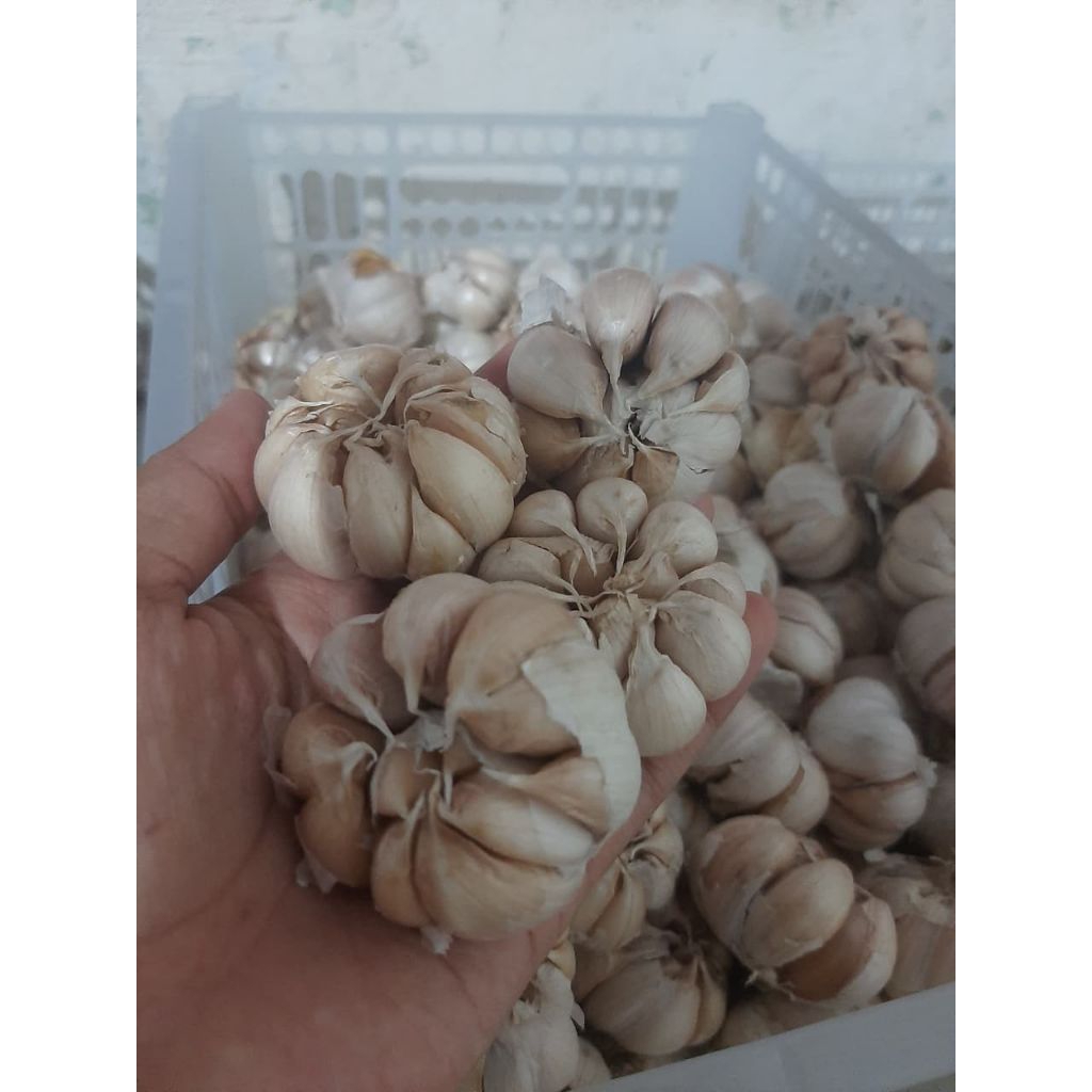 

bawang putih 1kg fres