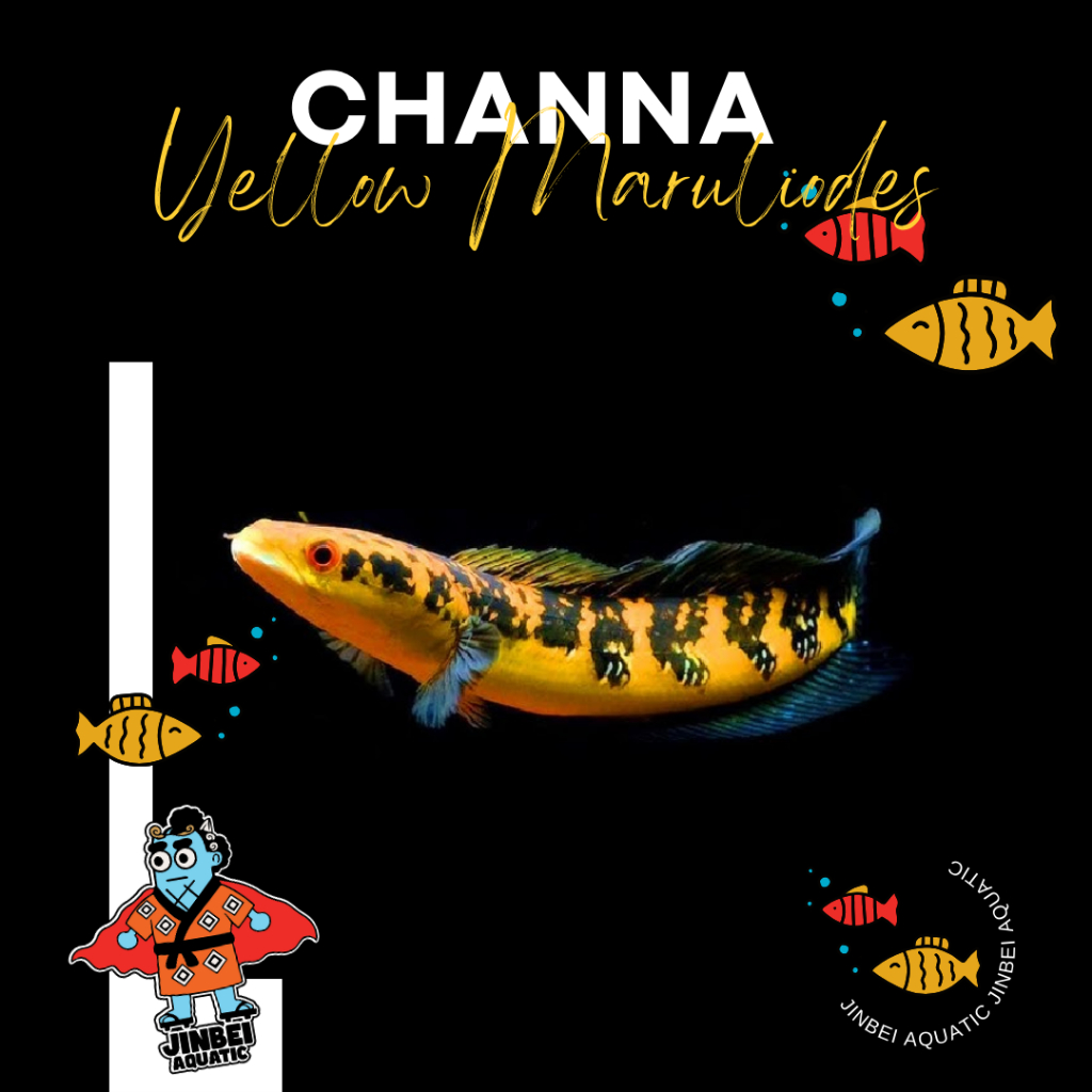 Maru YS Sticker Yellow 10-15 cm