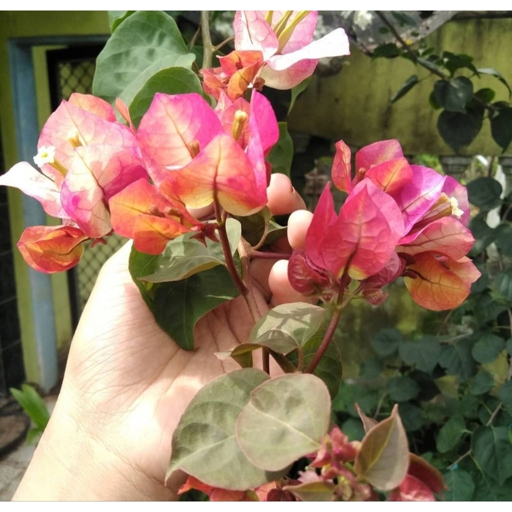 Bugenvil ID Citra India Ori