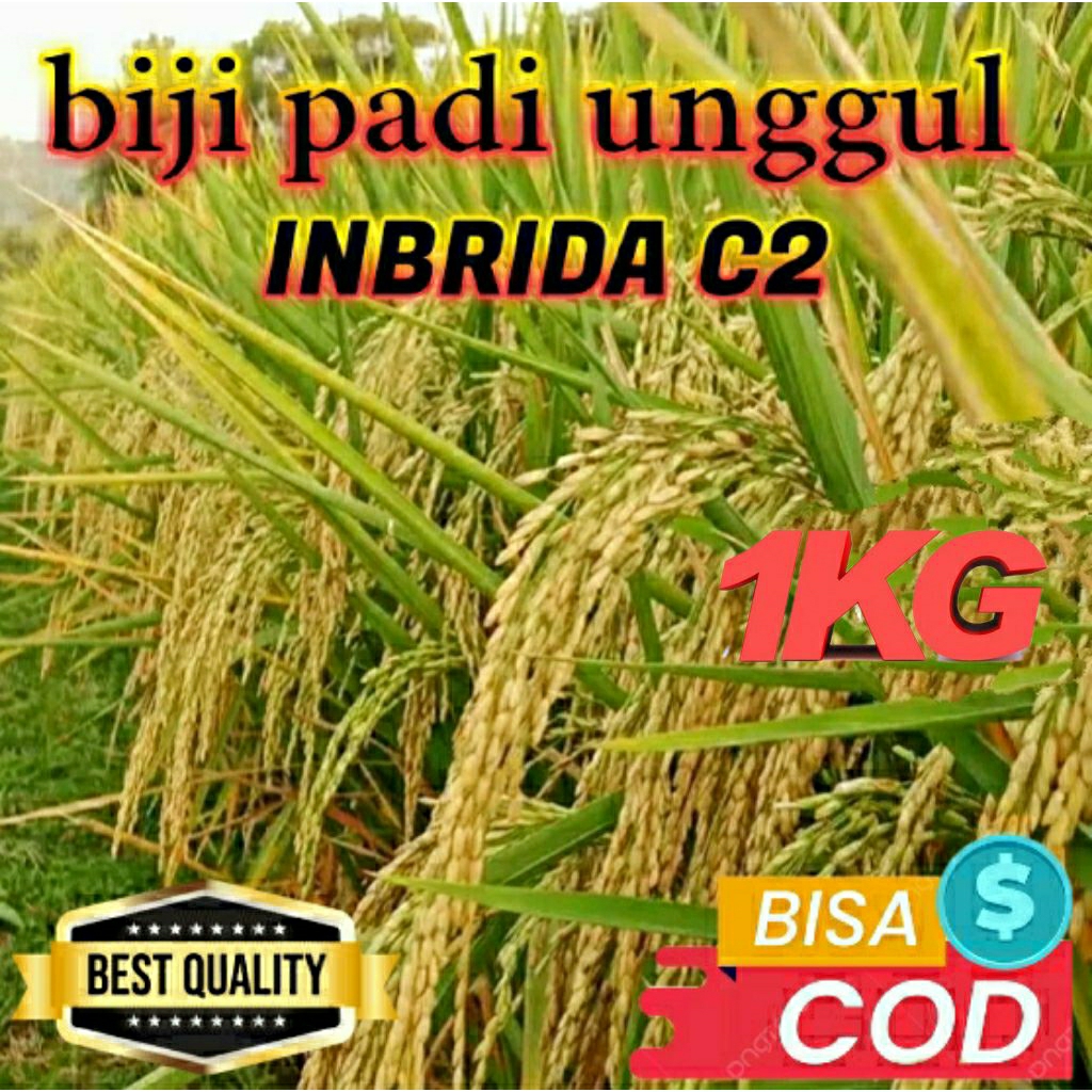 BENIH PADI (INBRIDA C2) KEMASAN 1KG ORIGINAL