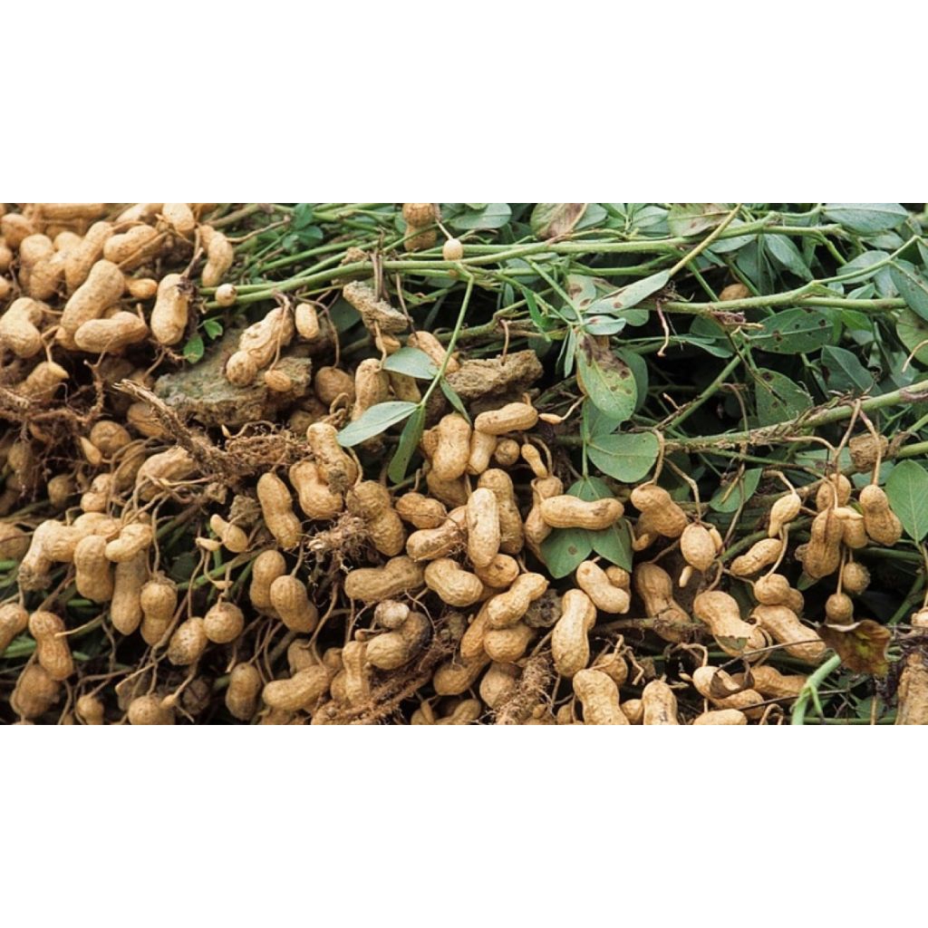 

kacang tanah mentah petani Indonesia 500gram