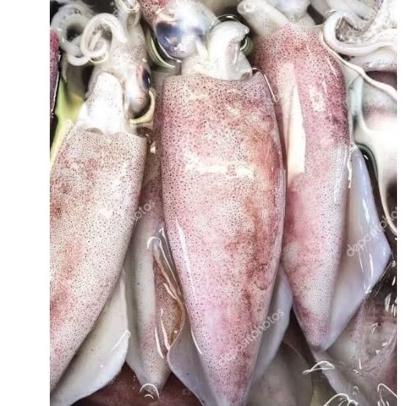 Cumi Sotong Uk BESAR Segar Fresh