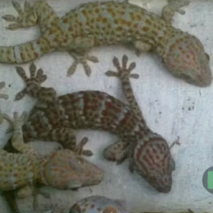 tokek hidup sehat, tokek rumah siap buat pelihara an, koleksi dll