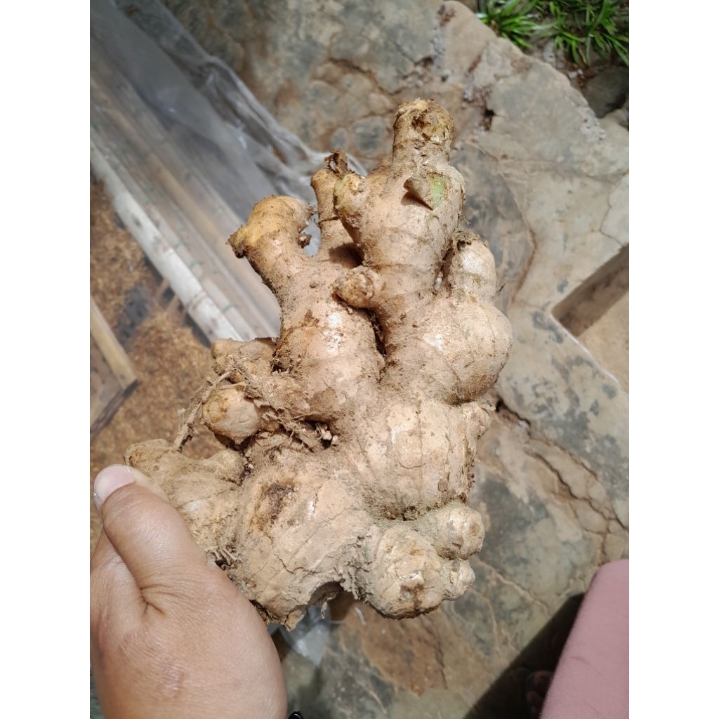 

JAHE lOKAL/GAJAH PUTIH SEGAR 1KG