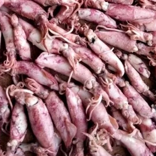 

ikan asin cumi sotong rebus 500gr. 3-6cm