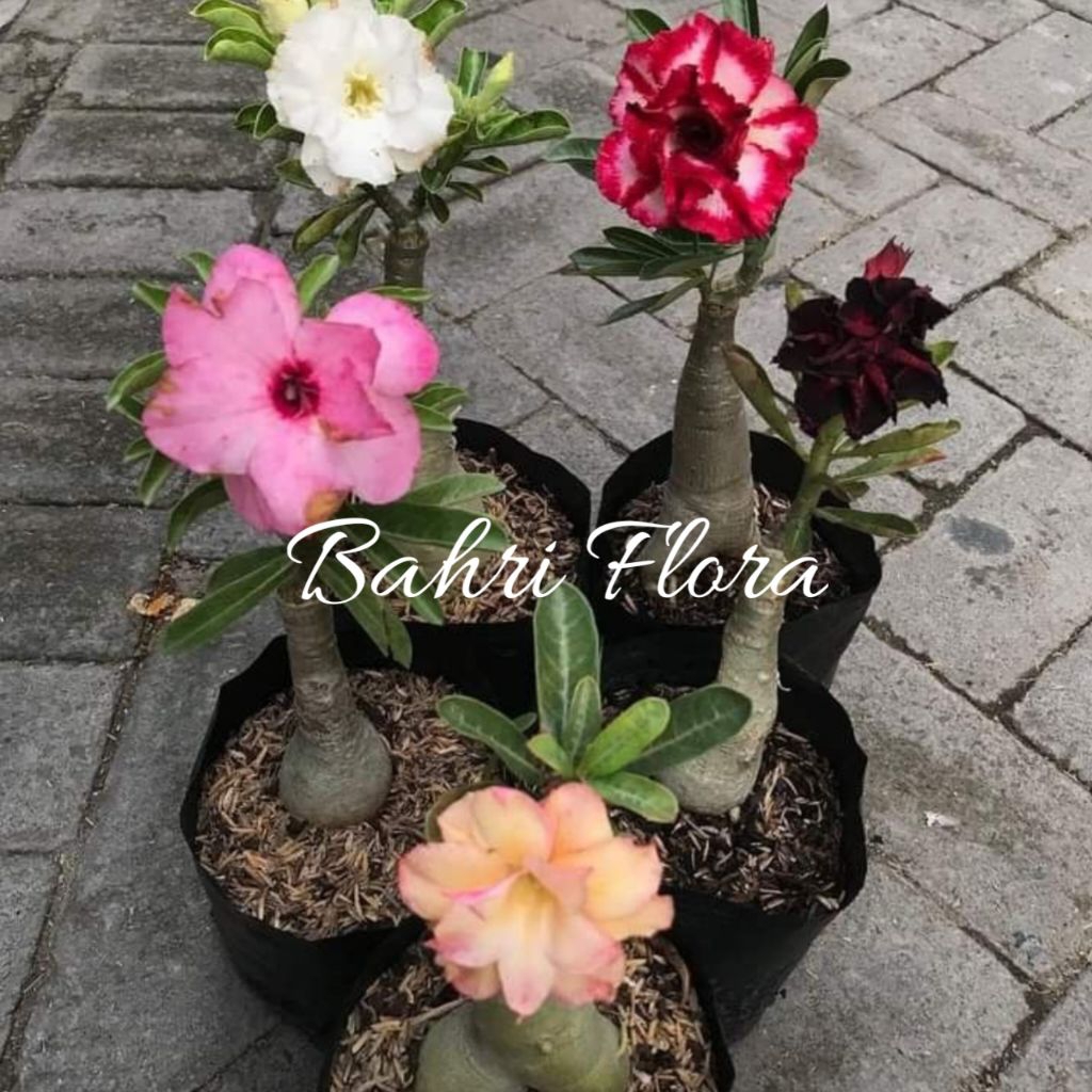 Tanaman Hias Adenium Kamboja Jepang, Bunga Kamboja Jepang Varian Warna - Tanaman Bonsai Bunga Kamboj