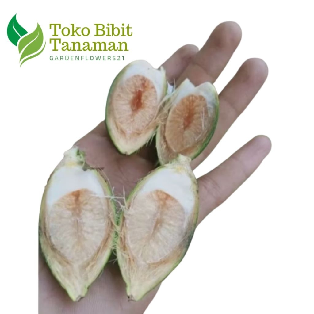 

BUAH PINANG MUDA JAMBE MUDA SATUAN