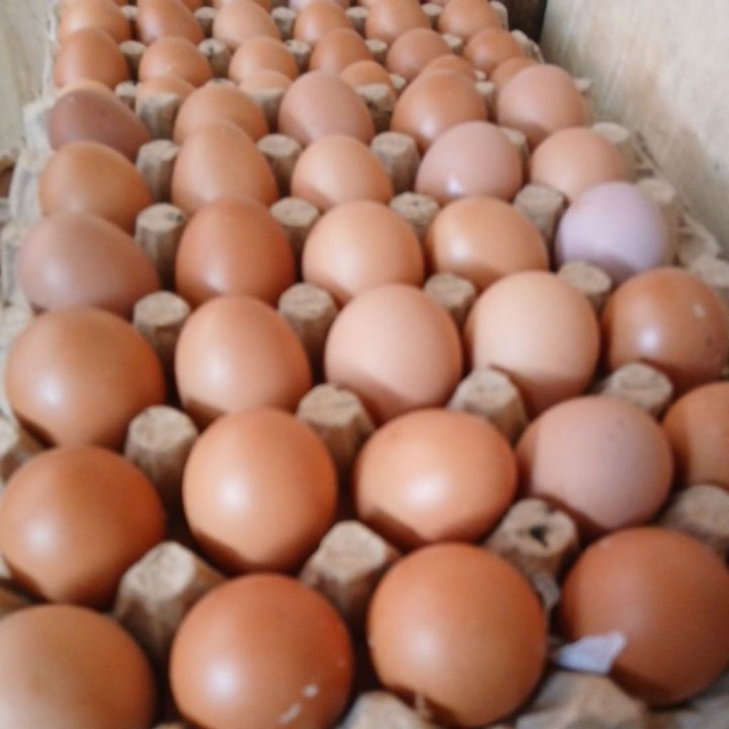 

telur ayam negri premium fresh 1kg