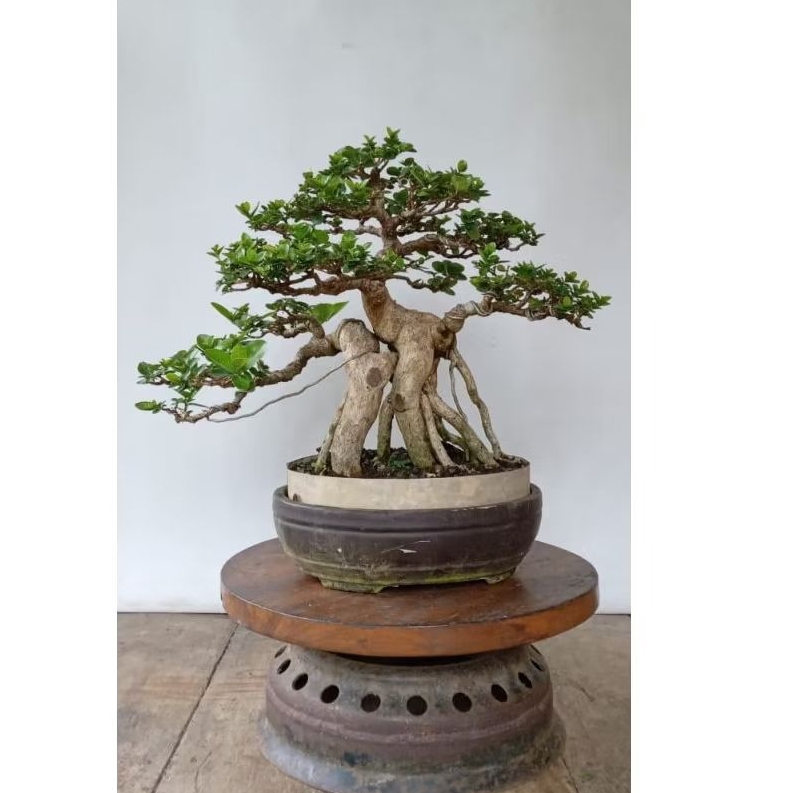 Bonsai wacang siap pajang packing kayu