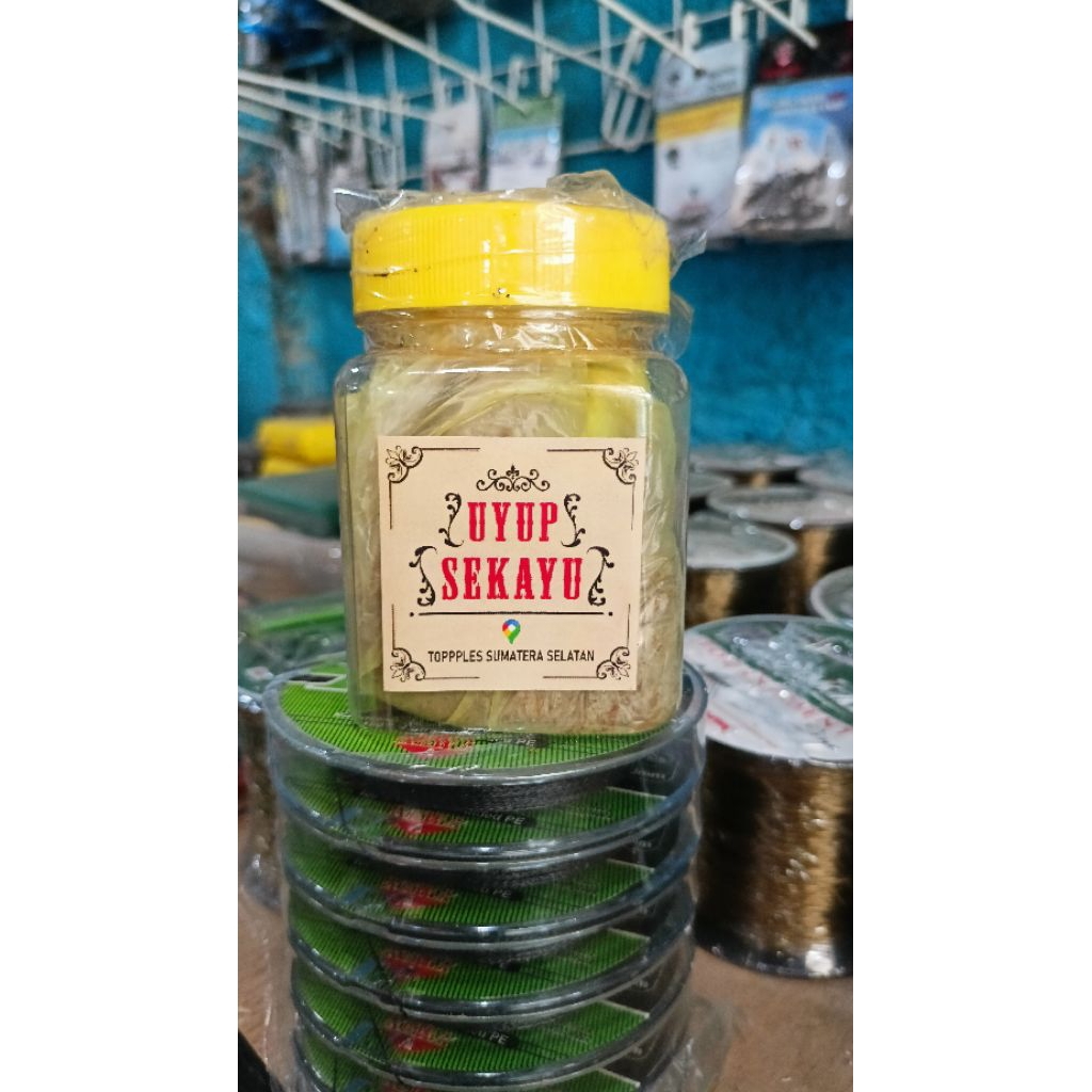 Kucur/uyup sekayu, Kucur Sekayu sumatera selatan,uyup sekayu, Kucur umpan ikan baung