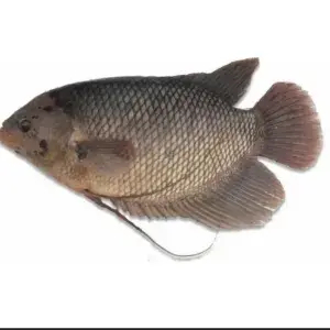 

Ikan Gurame Fresh 1 Kg. ll Silahkan Request Potongan