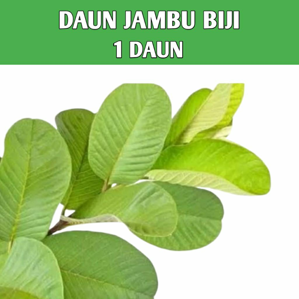 

Daun Jambu biji fresh langsung petik dari pohon